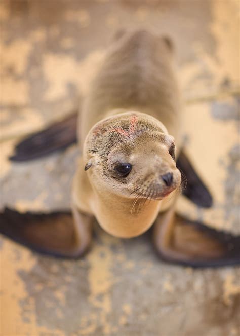 Sea Lion Pup Rescue Ventura Harbor Village | Latitudes Galleries ...