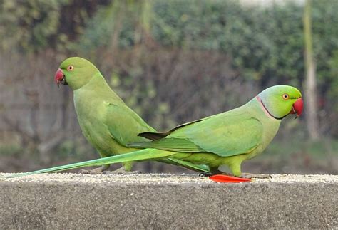 #bird #delhi #fauna #green #india #parakeet #parrot #psittacula krameri ...