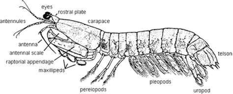 Anatomy - The Mantis Shrimp