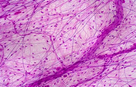 Areolar Connective Tissue, Lm #11 Photograph by Science Stock ...