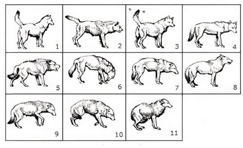 Significado del Lenguaje Corporal en Perros | ZBrain Escuela de Veterinaria