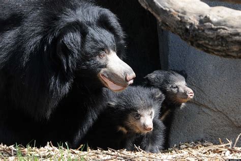 Sloth Bear Cubs At Brookfield Zoo: Mama Hani Welcomes Litter Of Baby ...