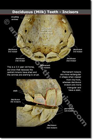 Horse Teeth Anatomy - Anatomy Reading Source