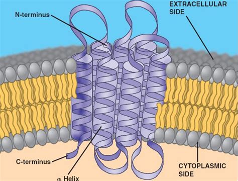 Chapter 7 Membrane Structure and Function