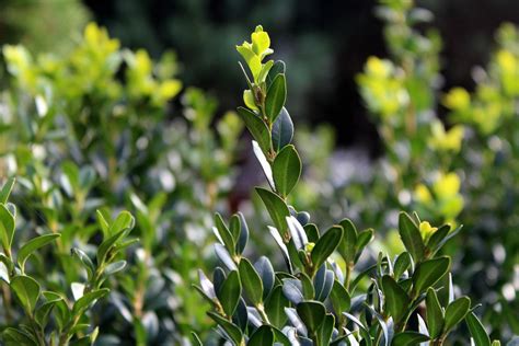 Buxus sempervirens: care | Gardening enabled - Global Gardening Secrets