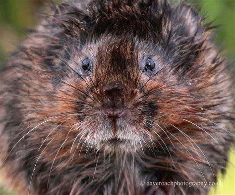 European Water Vole (Arvicola amphibius) | Wildlife photogra… | Flickr