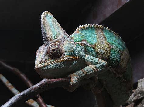 70+ Types of Chameleons (With Pictures): Chameleon Species Guide