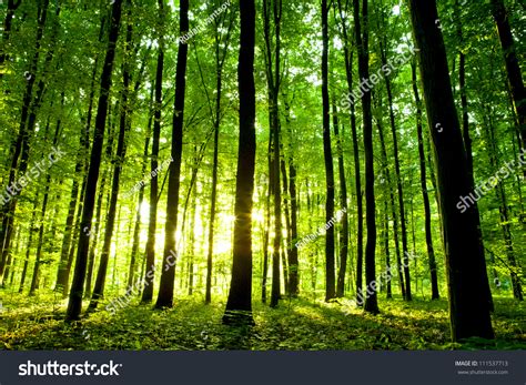 Beautiful Green Forest Stock Photo 111537713 | Shutterstock