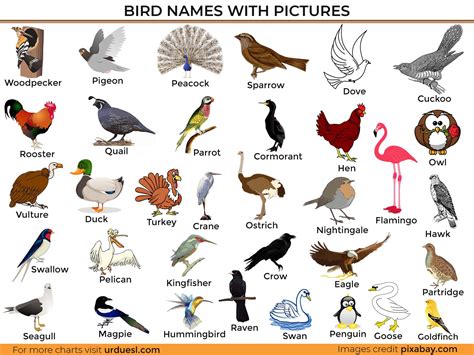 All Birds Pictures With Names In English