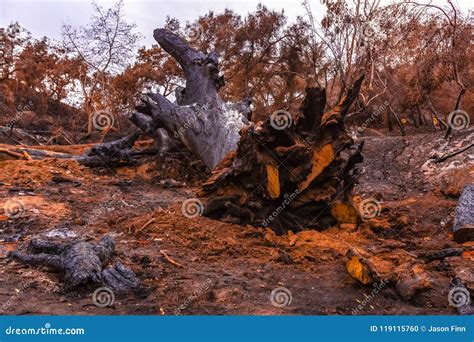 Large Oak Tree Laying Down Destroyed by Fire Stock Photo - Image of ...