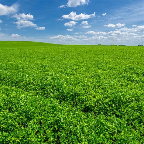 3 Ways To Make Alfalfa Management More Efficient | America's Alfalfa