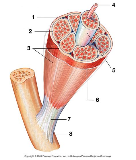 A&P M3 Muscle Organization Diagram | Quizlet