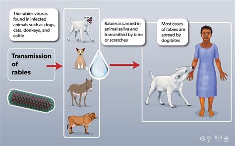 Rabies Transmission | ILRI | Flickr