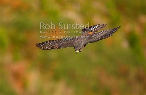 New Zealand Falcon flying, in dive (Falco novaeseelandiae; Falconidae ...