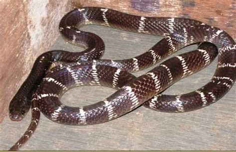 Most Venomous Snakes in India: Top 5 Indian Poisonous Snakes