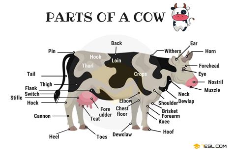 Cow Udder Anatomy Ppt - All About Cow Photos