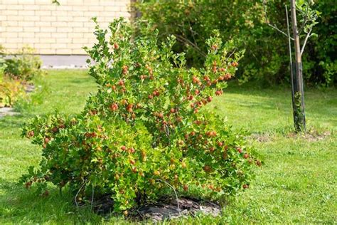 How to Grow and Care for Gooseberry Bushes | Gardener's Path