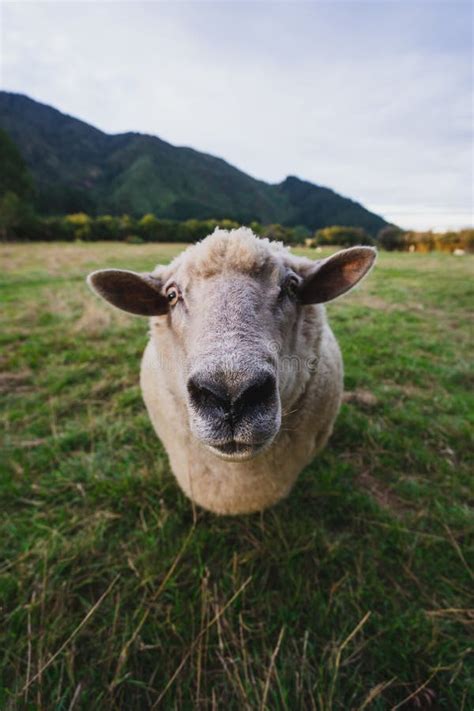 Funny Sheep Stock Images - Download 5,711 Royalty Free Photos