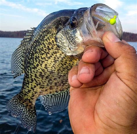 Crappie Fishing Tips - How to Catch Crappie