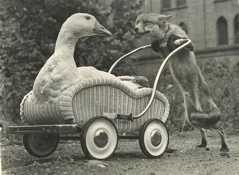 Lot - Vintage Rare Photo with Animals Fox and Goose