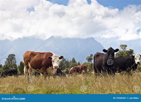 Grazing cows - New Zealand stock image. Image of animal - 19336451