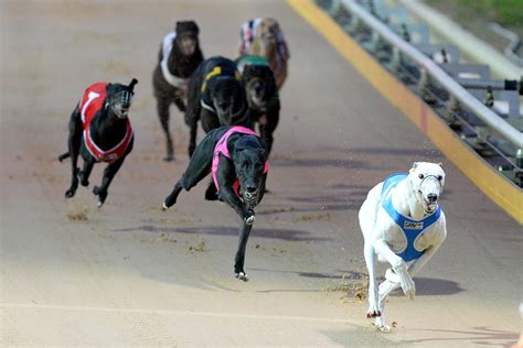 Victorian greyhound racing set for an exciting season | GRV