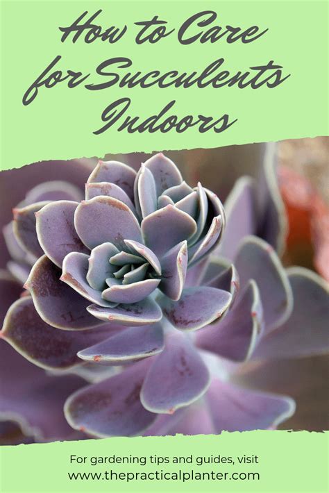 How to Care for Succulents Indoors (Plus Must-Know Tips) - The ...