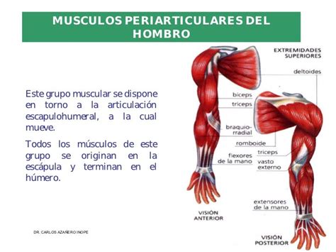 Musculos De La Extremidad Superior