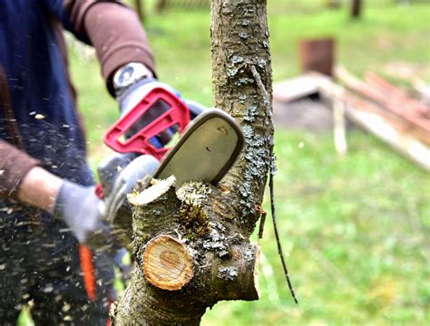 The Best Mini Chainsaw for Tree Pruning