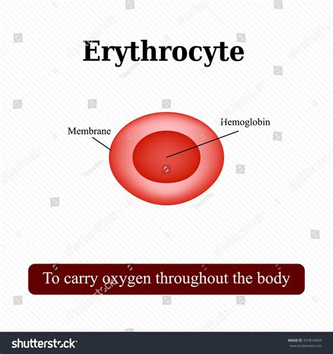 Structure Red Blood Cell Erythrocyte Illustration: ภาพประกอบสต็อก ...