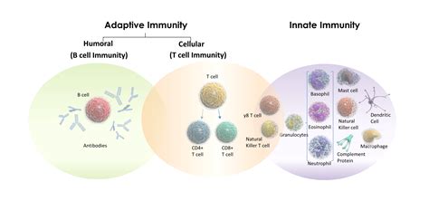 TB Technology | Diagnose TB Infection | Effector T Cells