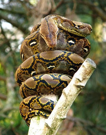 Reticulated python – the longest snake | DinoAnimals.com