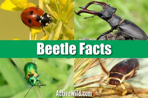 Beetle Facts: What Is A Beetle? A Complete Guide To Beetles