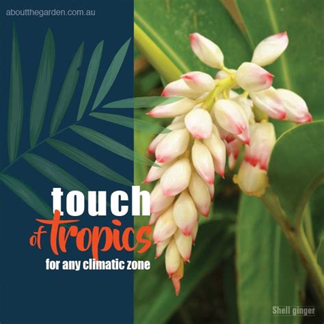 Tropical plants for any climate – About The Garden Magazine