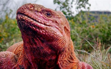 The Pink Iguana of Galapagos – The Kid Should See This