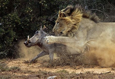 A Photographer’s Epic Encounter: Capturing the Clash Between a Warthog ...