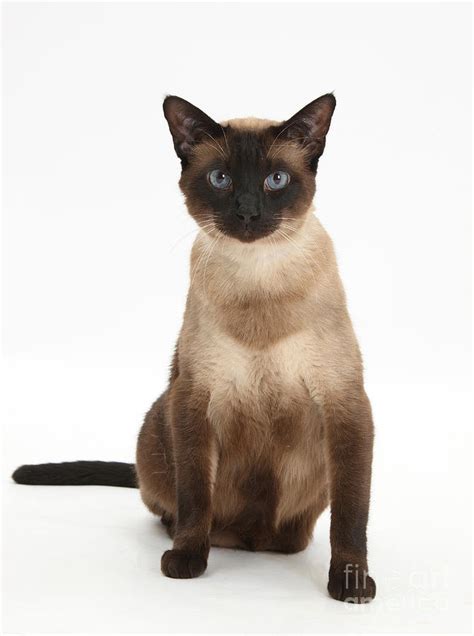 Seal Point Siamese Cat Photograph by Mark Taylor - Fine Art America