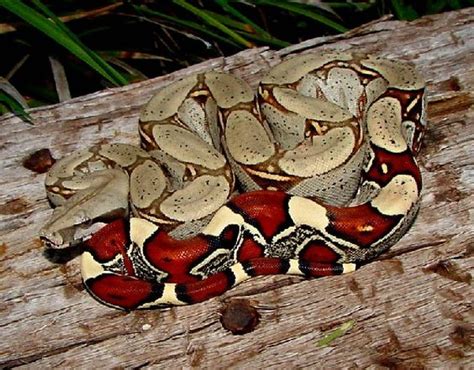 Red-Tail Boa - Invasives