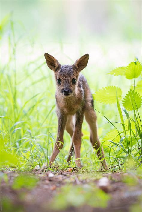 "Roe Deer Fawn" by Stocksy Contributor "Gabriel Ozon" - Stocksy