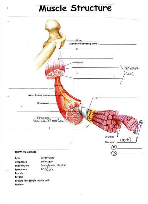 Image result for bones and muscle worksheet for grade 2 | Muscle ...