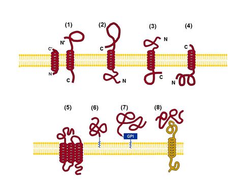 MemType-2L: predicting membrane protein types