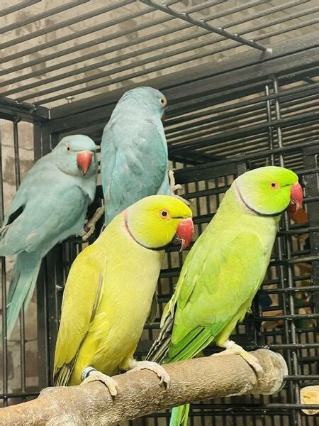 Beautiful baby Ringneck parrot | Birdtrader