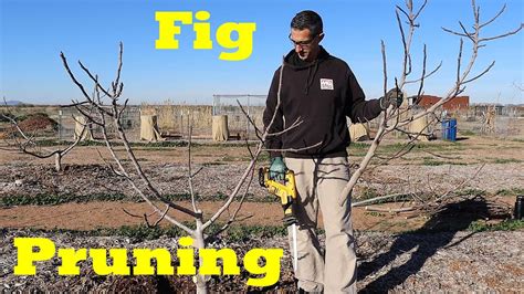 Pruning Fig Trees | How to Prune for Size and Production - YouTube