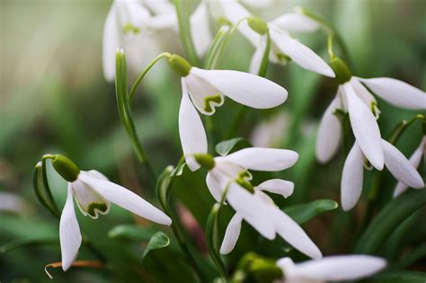 How to Grow and Care for Snowdrop Flower