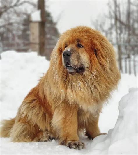 15 Best Dog Breeds for Cold Weather - ilovedogscute.com