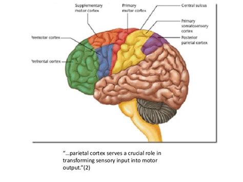 Posterior parietal cortex