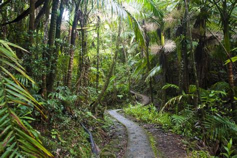 Caribbean National Forest El Yunque. Tr — Stock Photo © Irin717 #1144194