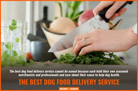 8 Fresh Dog Food Delivery – Services, Cost & Benefits (Pet Plate, Ollie...)