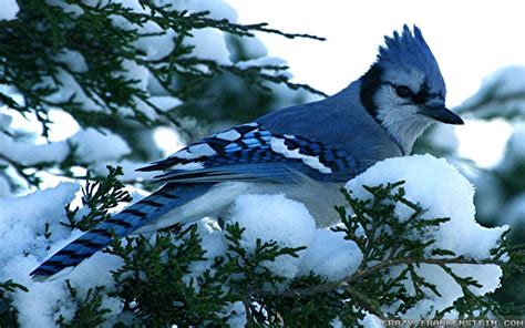 Blue Jay Wallpapers - Wallpaper Cave