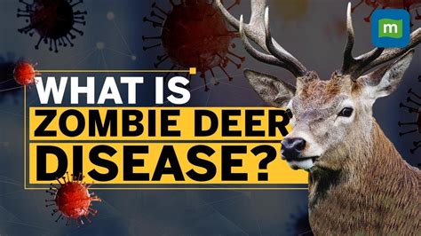 Zombie Deer Disease Outbreak Raises Concerns After COVID | Should You ...